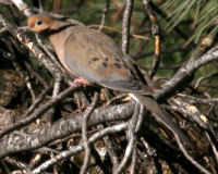 Birds of the Sierra Nevada