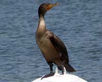 Birds of the Sierra Nevada