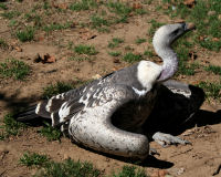 Ruppell's vulture
