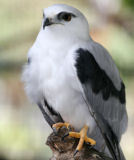 Black-shouldered kite