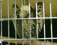 Ruppell's vulture
