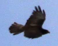 Galápagos hawk