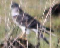 Northern harrier