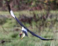Northern harrier