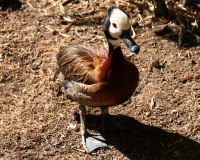 White-faced whistling duck