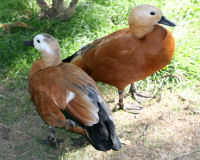 Ruddy shelduck