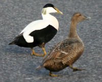 Common eider