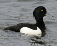 Tufted duck