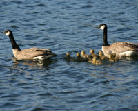 Canada goose
