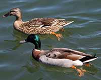 Mallard