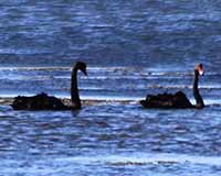 Black swan