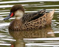 White-cheeked pintail