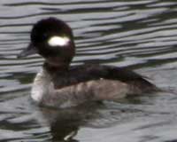 Bufflehead