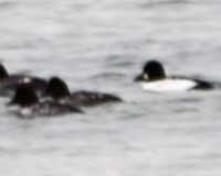 Common goldeneye