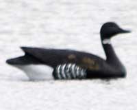 Brant