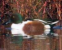 Northern shoveler