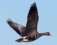 Greater white-fronted goose