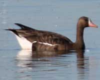 Greater white-fronted goose
