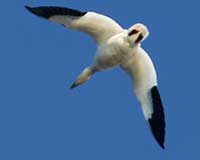 Snow goose