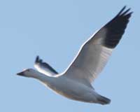 Snow goose