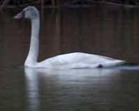 Tundra Swan