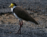 Masked lapwing