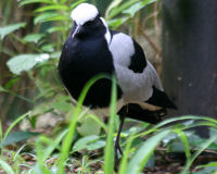 Blacksmith lapwing