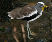White-headed lapwing