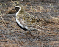 Eurasian golden plover