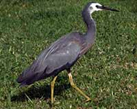 White-faced heron