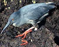 Galápagos heron