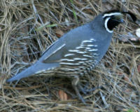 California quail