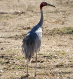 Sarus crane