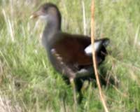 Common moorhen