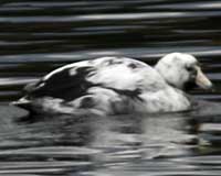 American coot