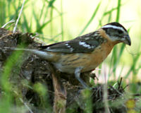 Black-headed grosbeak