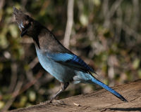 Steller's jay