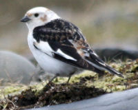Snow bunting