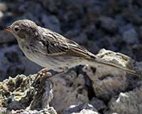Brewer's sparrow