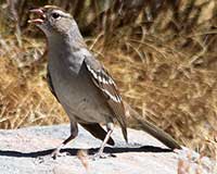 Chipping sparrow