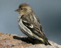 Pine siskin