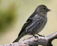 Pine siskin
