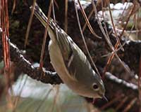 Ruby-crowned kinglet