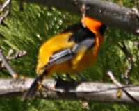 Western tanager