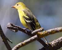 Western tanager