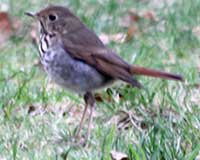 Hermit thrush