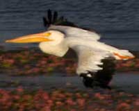 American white pelican