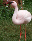 Lesser flamingo