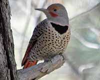 Northern flicker