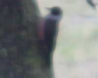 Lewis's woodpecker